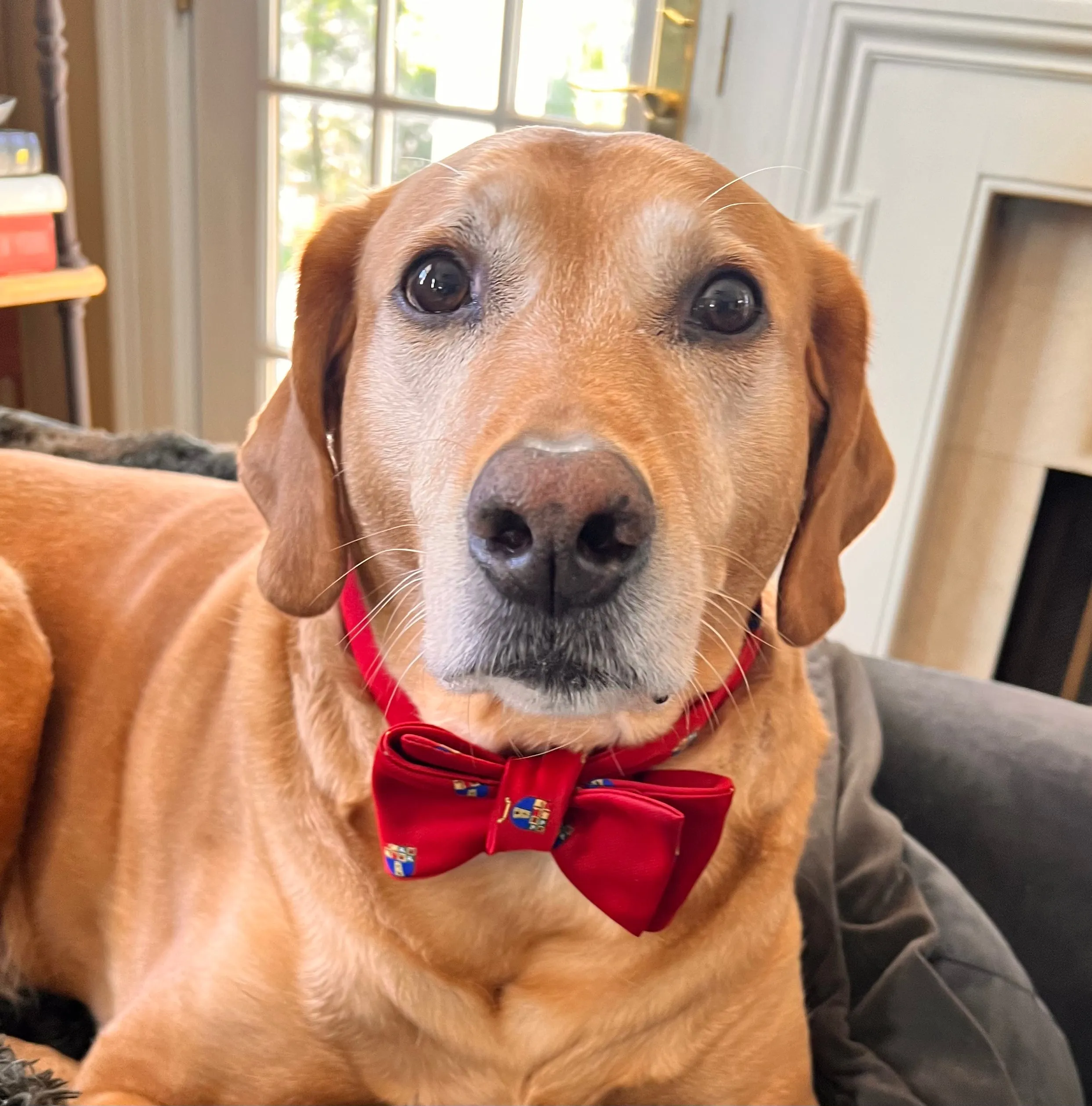 Heights Crest Bow Tie