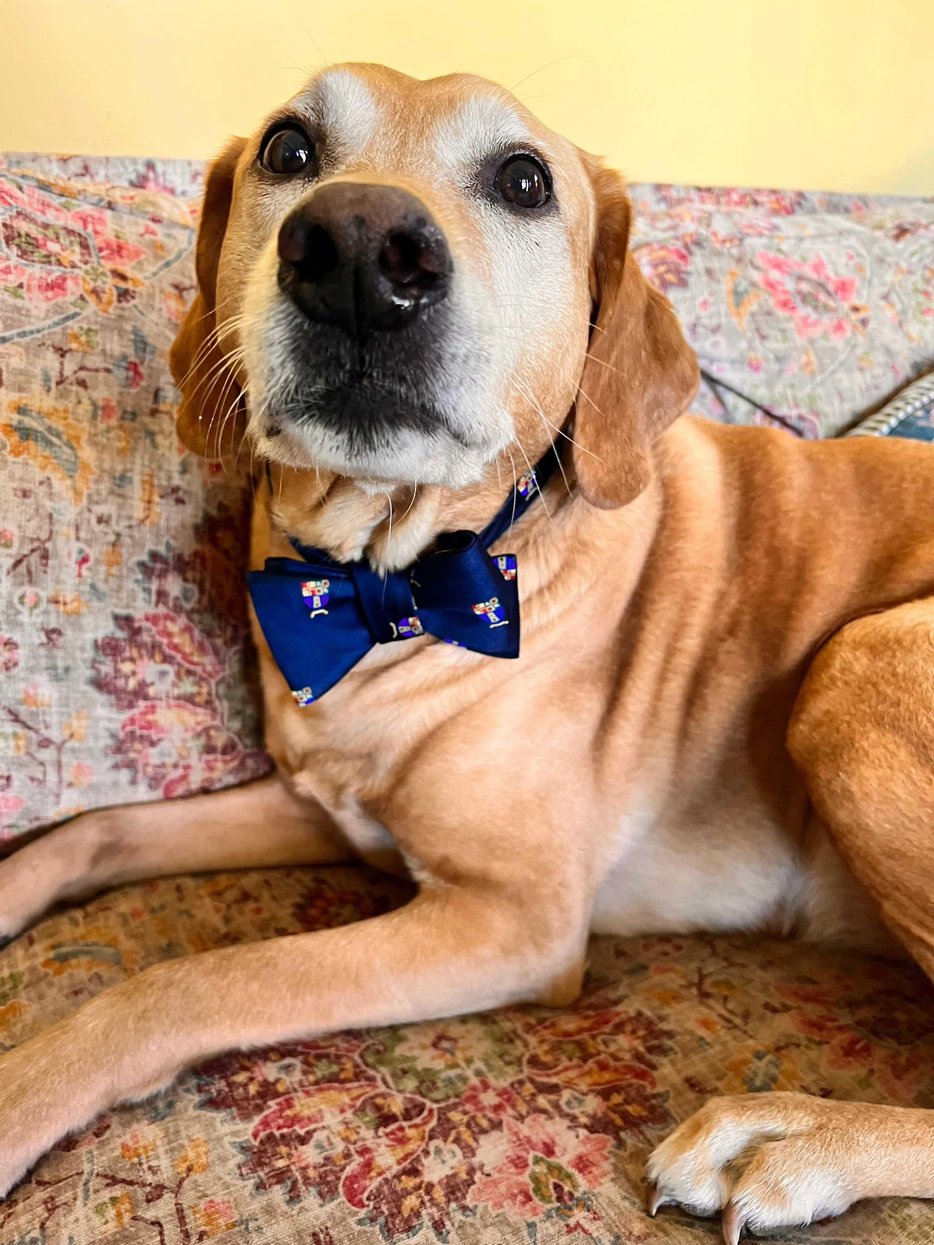 Heights Crest Bow Tie